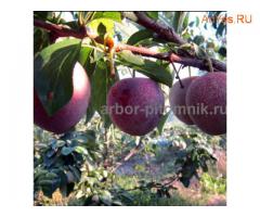 Плодовые деревья и плодовые крупномеры (большемеры) взрослые деревья из питомника
