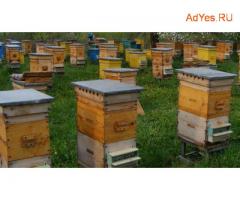 Готовый состав для обработки пчелиных ульев на основе нафтената меди
