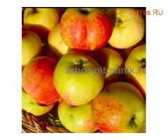 Саженцы яблони из питомника, с доставкой и посадкой по низкой цене