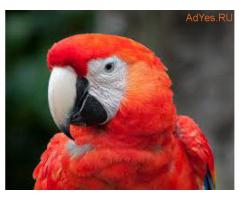 Красный ара (ara macao) - птенцы выкормыши из питомников Европы