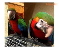 Гибрид попугаев ара Арлекин - птенцы выкормыши из питомников Европы