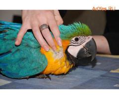 Гибрид попугаев ара Арлекин - птенцы выкормыши из питомников Европы