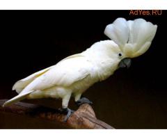 Белохохлый какаду (Cacatua alba) - ручные птенцы из питомников Европы. Документы CITES.