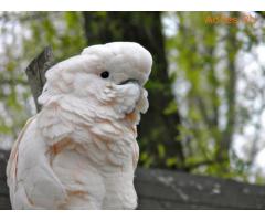 Молуккский какаду (Cacatua moluccensis) - ручные птенцы из питомников Европы