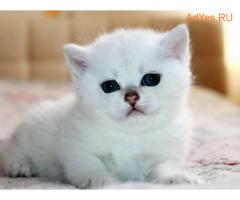 Британские шиншиллы котята с сапфировыми глазками